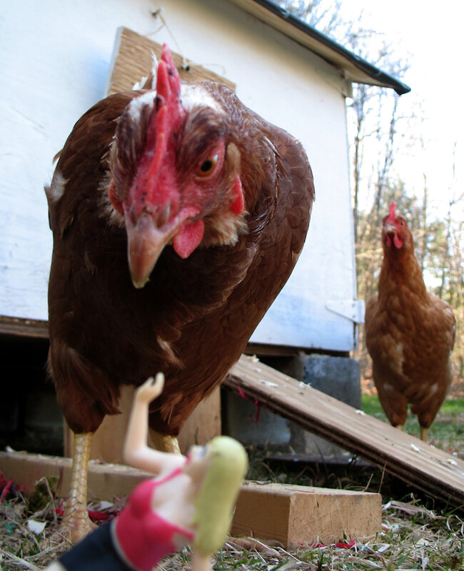 Chickens near a doll