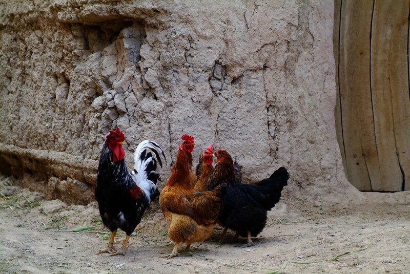 Chickens near a mud wall