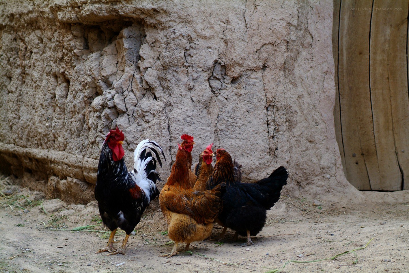 Chickens near a mud wall