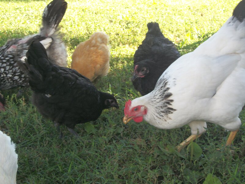 Chickens on Grass — Green