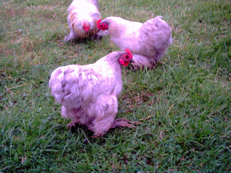 chickens on grass