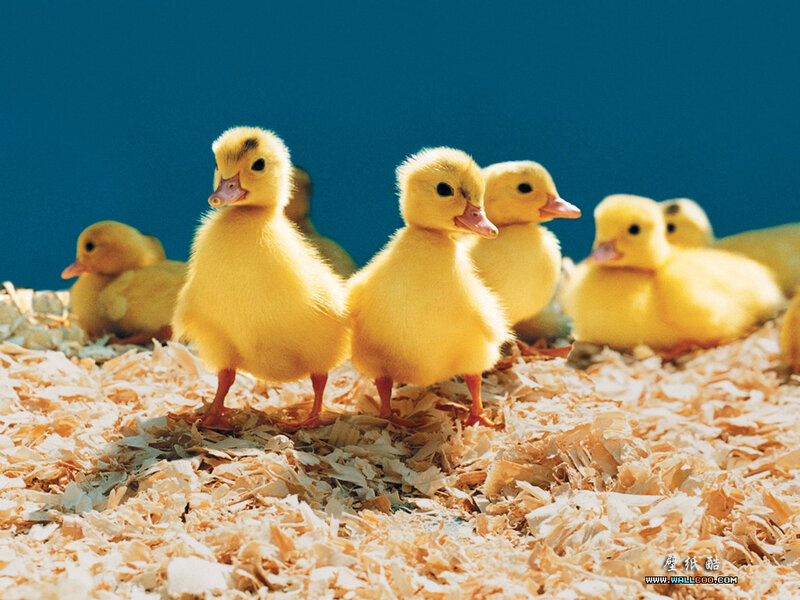 Chickens on wood shavings
