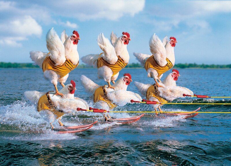 chickens water skiing