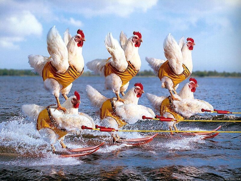 Chickens Water Skiing — White