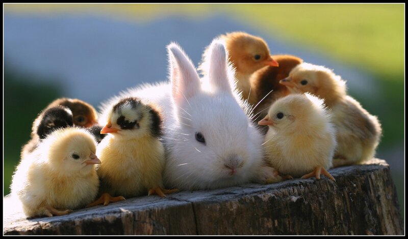 Chicks and bunny on a stump