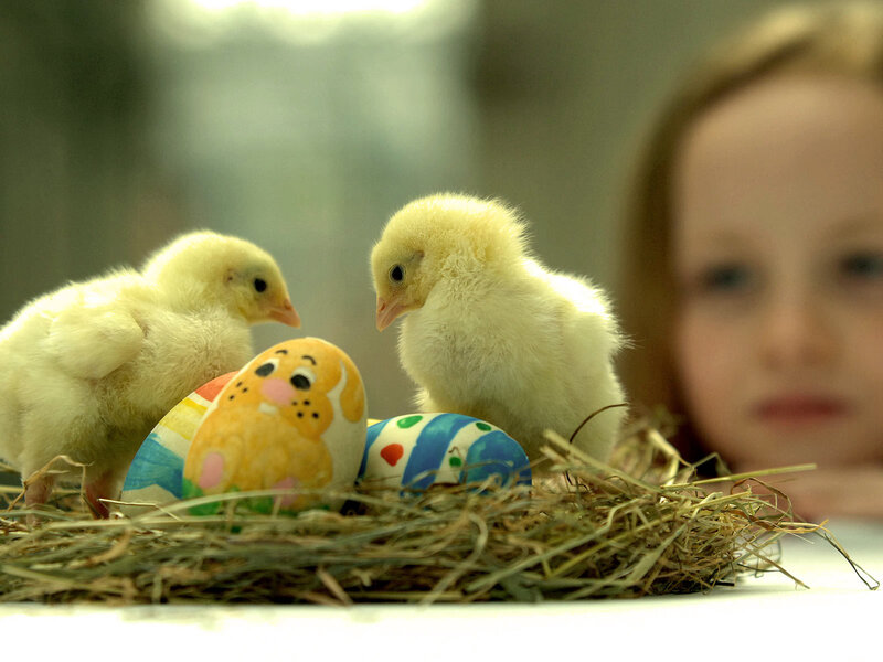 chicks and decorated eggs