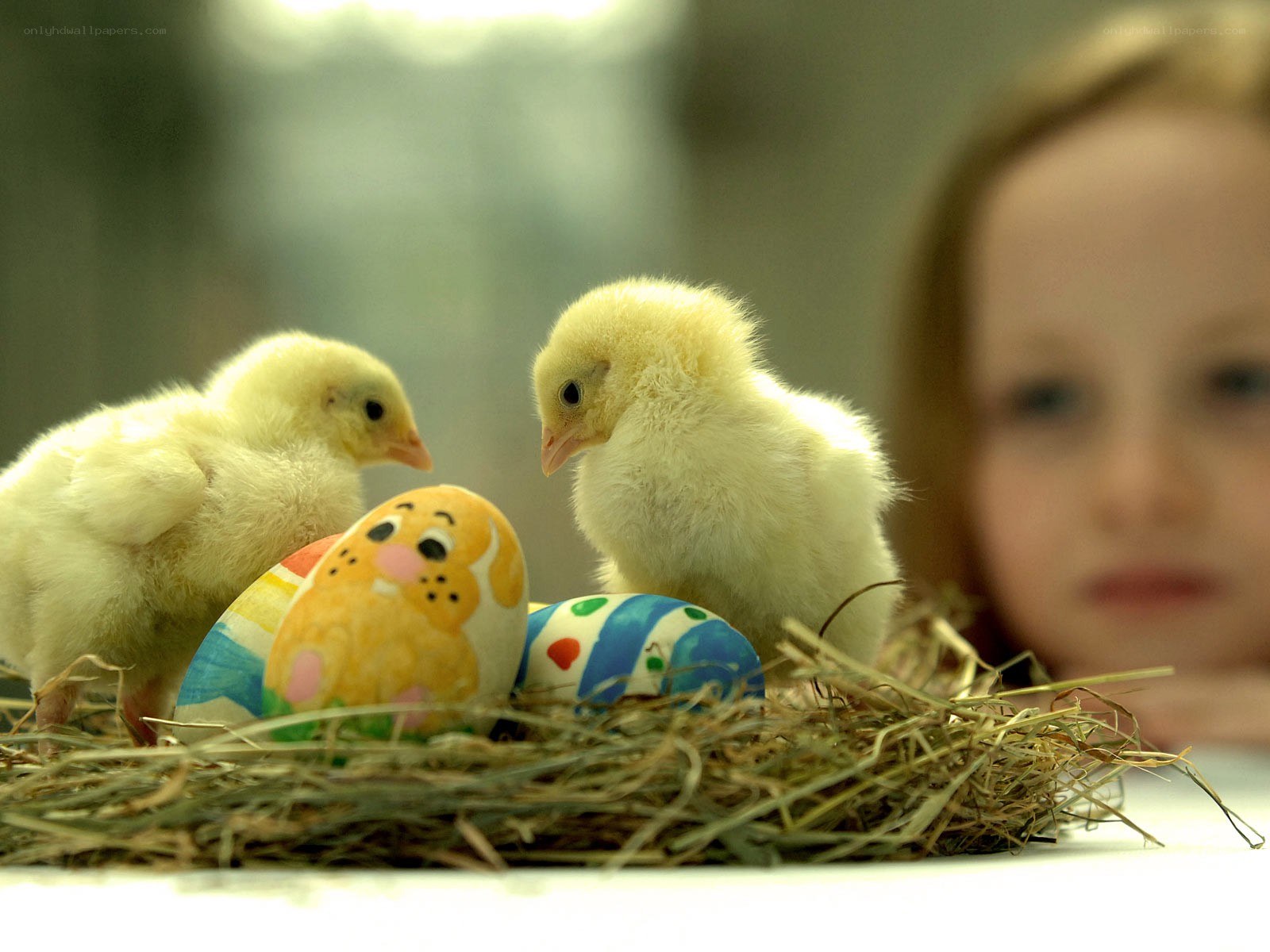 chicks and painted eggs in a nest