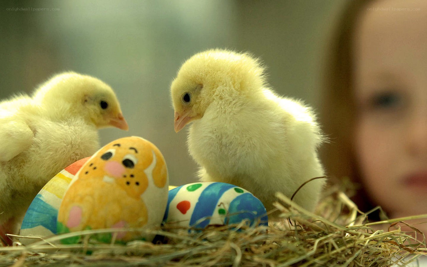 chicks and painted eggs