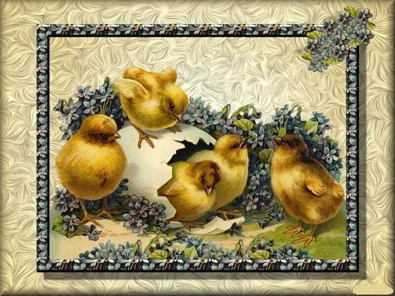 Chicks Hatching from Egg — Yellow