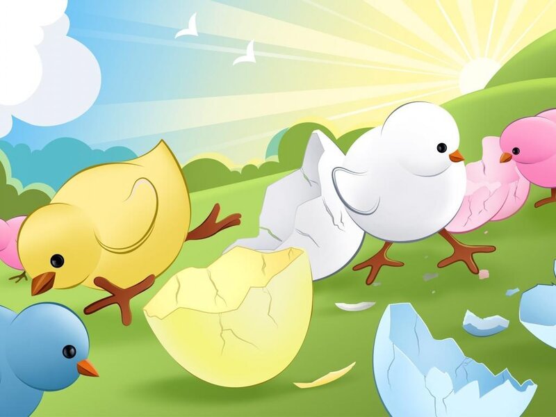 Chicks Hatching from Eggs