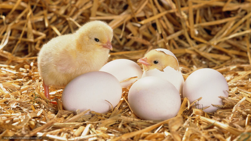 Chicks Hatching from Eggs — Yellow, Calm, Photograph
