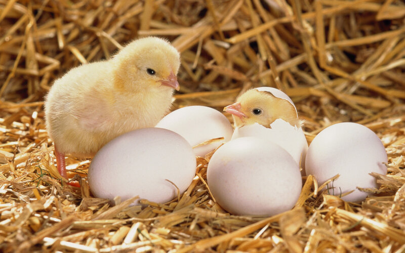 Chicks Hatching from Eggs — Yellow, Calm