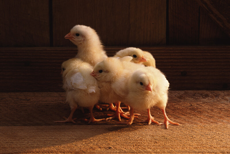 Chicks huddled together