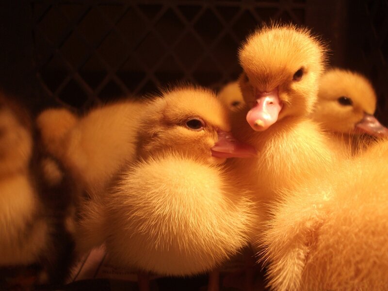 Chicks huddled together