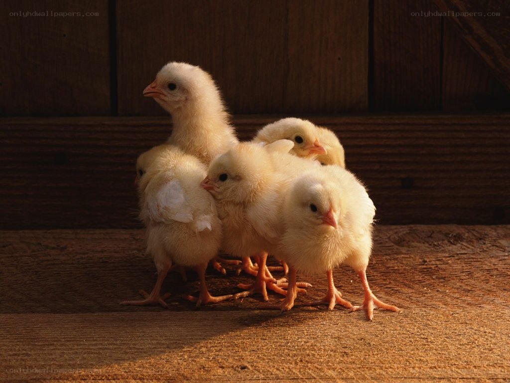 chicks huddled together