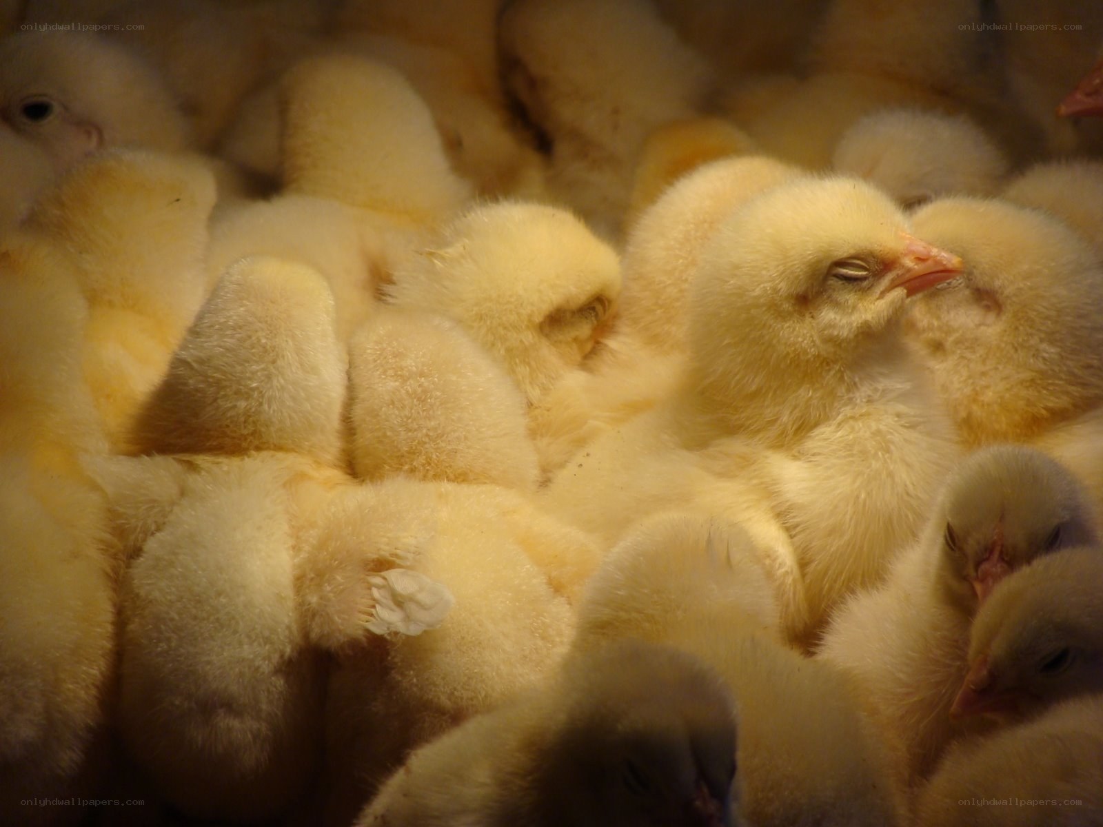 chicks huddled together