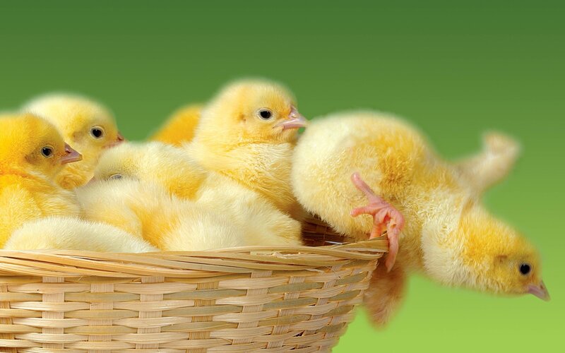 Chicks in a basket