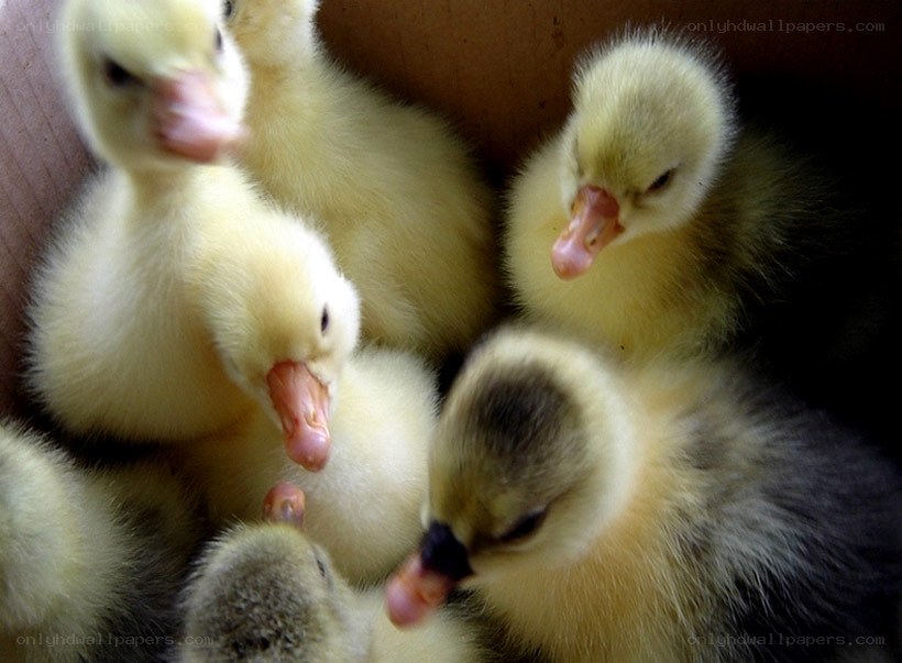 chicks in a box