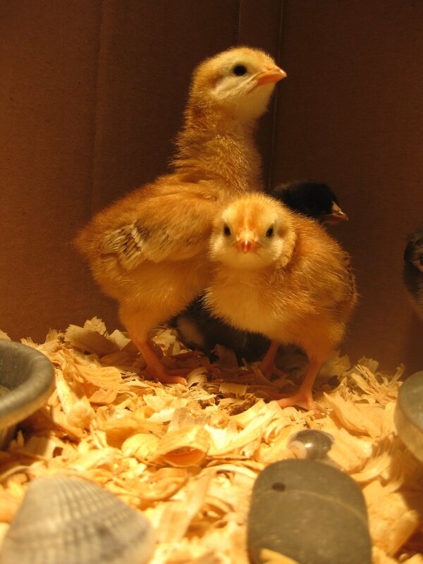 chicks in a brooder