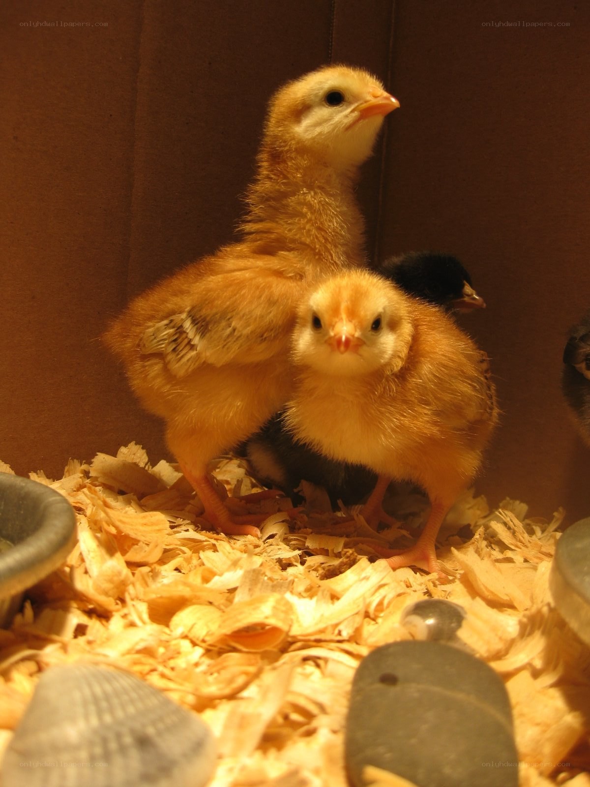 chicks in a brooder