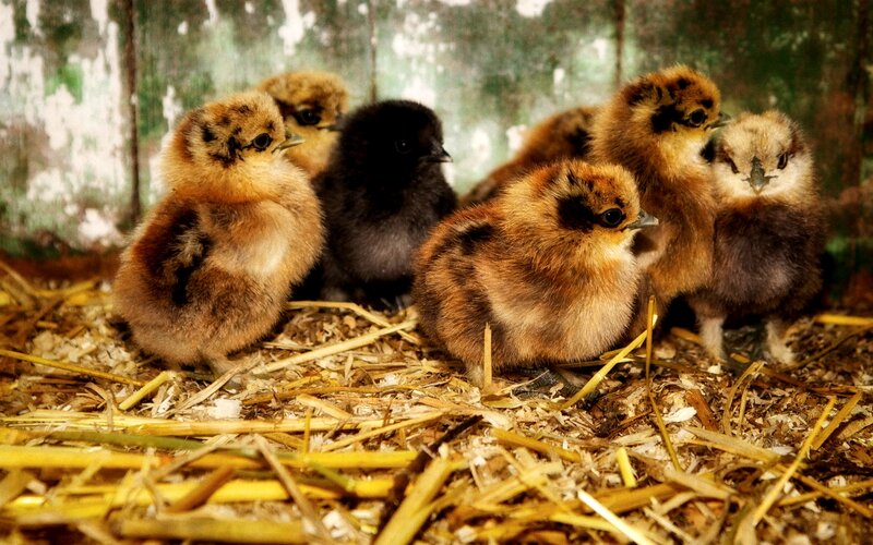 Chicks in a Coop — Brown