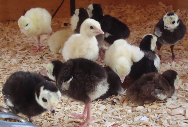 chicks in a coop
