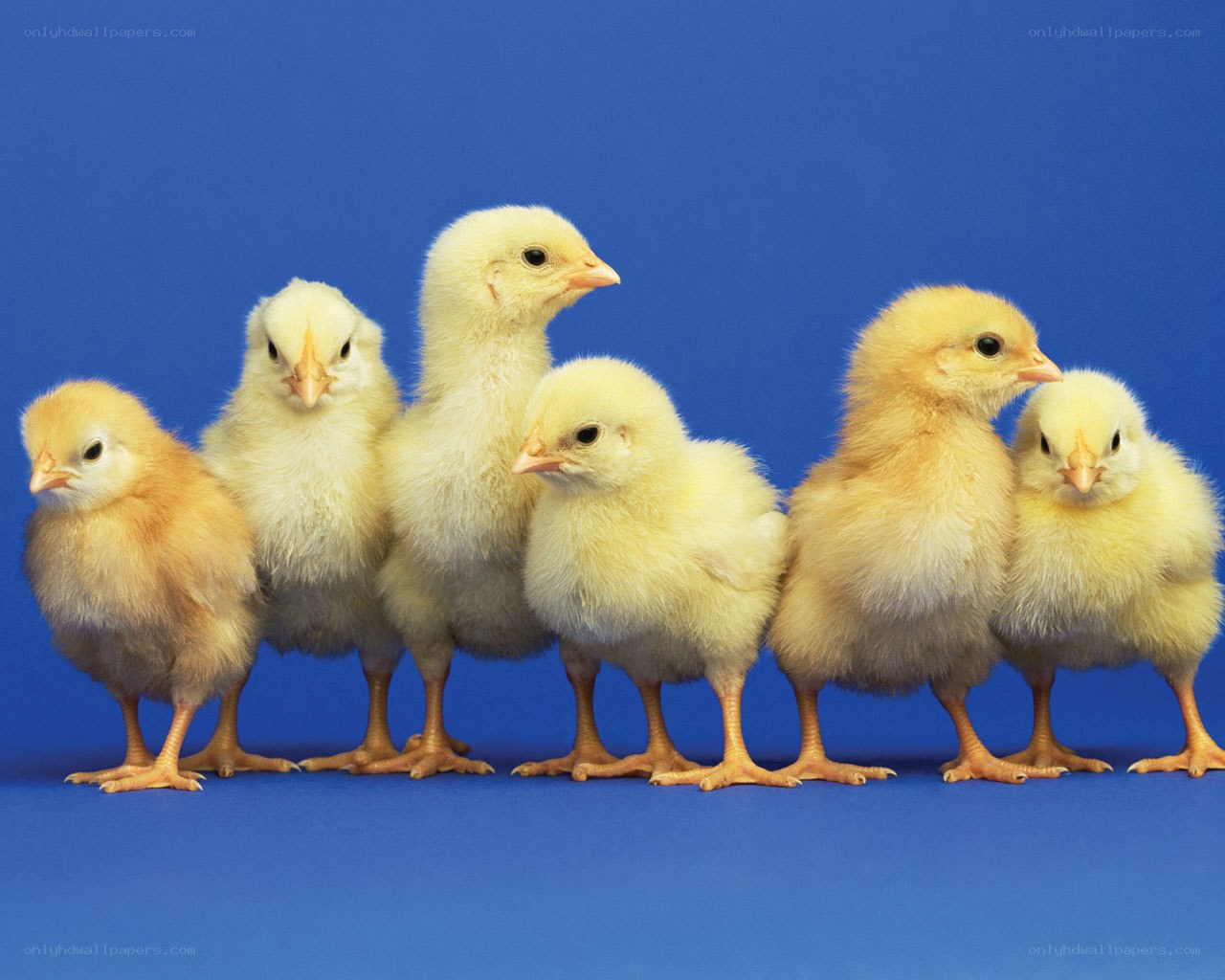 chicks in a row