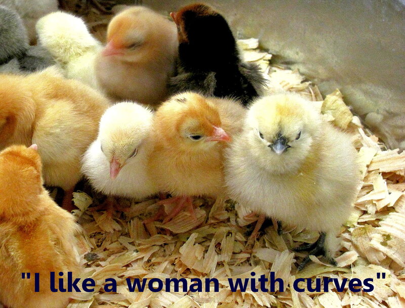Chicks in Bedding