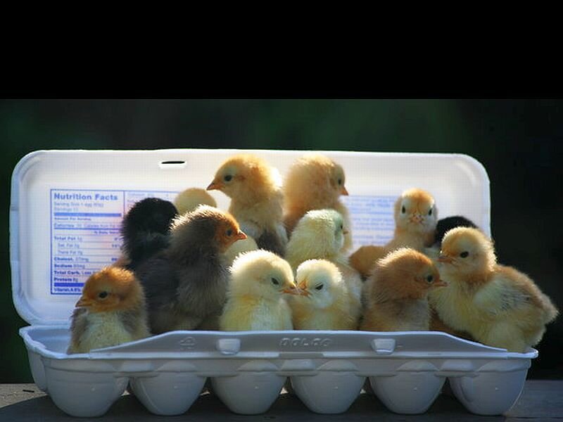 Chicks in Egg Carton