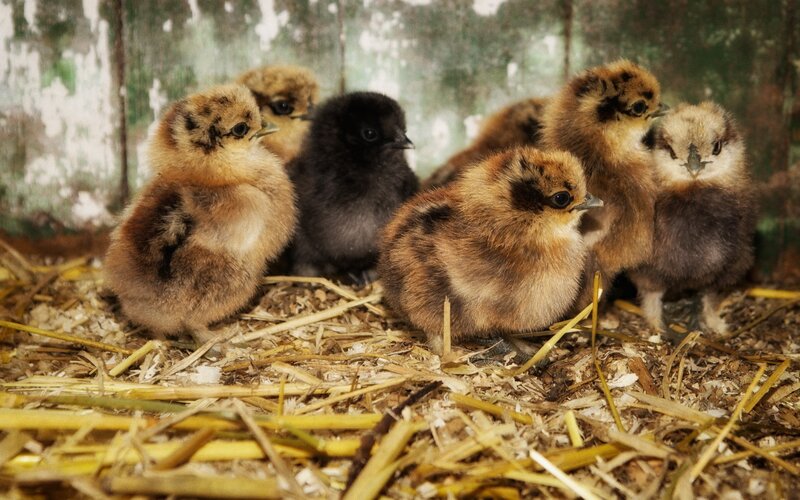 Chicks in Straw