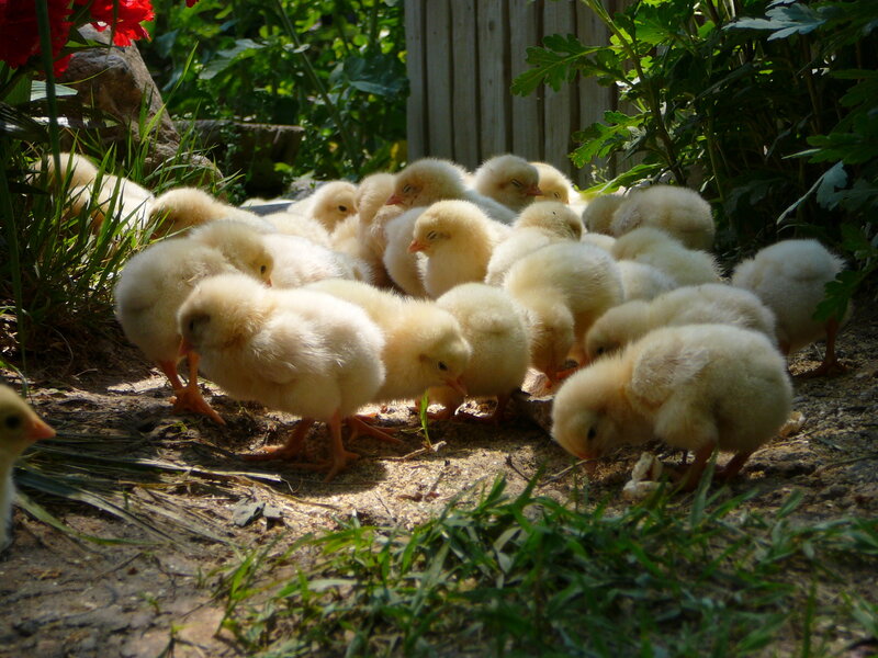 chicks in the garden