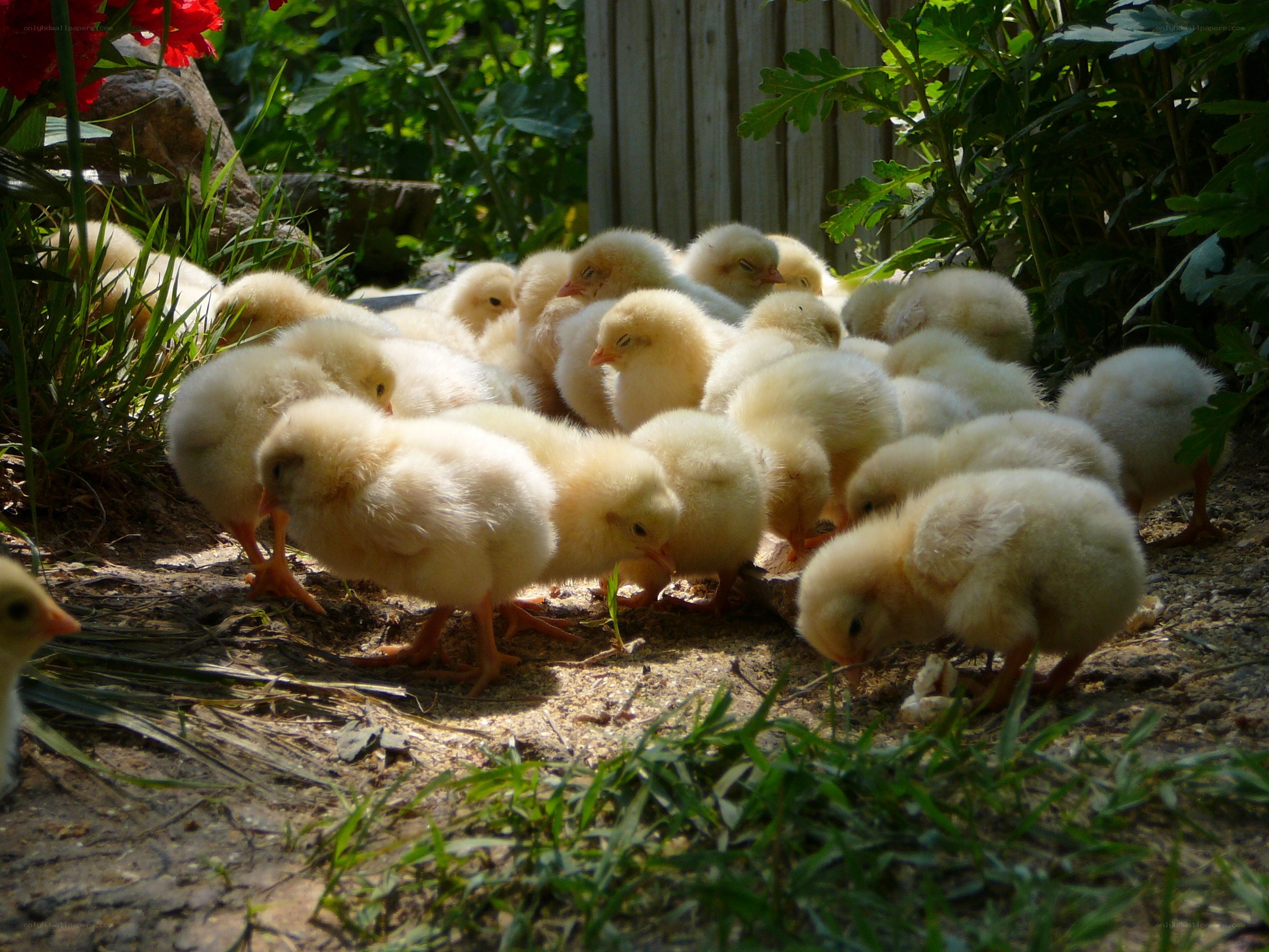 chicks in the garden