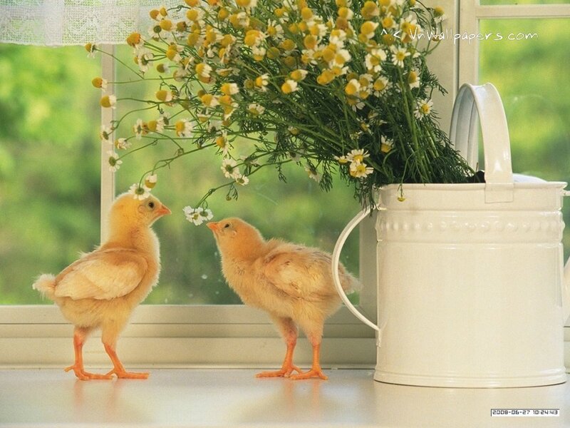 Chicks near flowers on windowsill