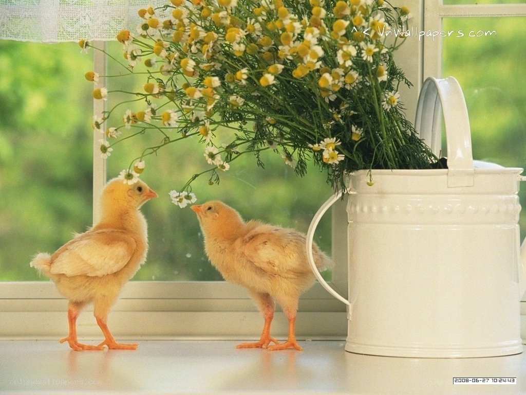 Chicks near flowers on windowsill