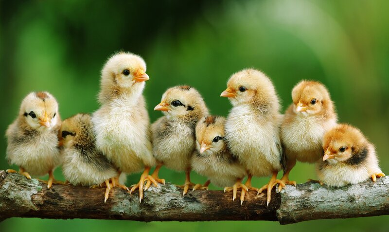 Chicks on a Branch — Yellow