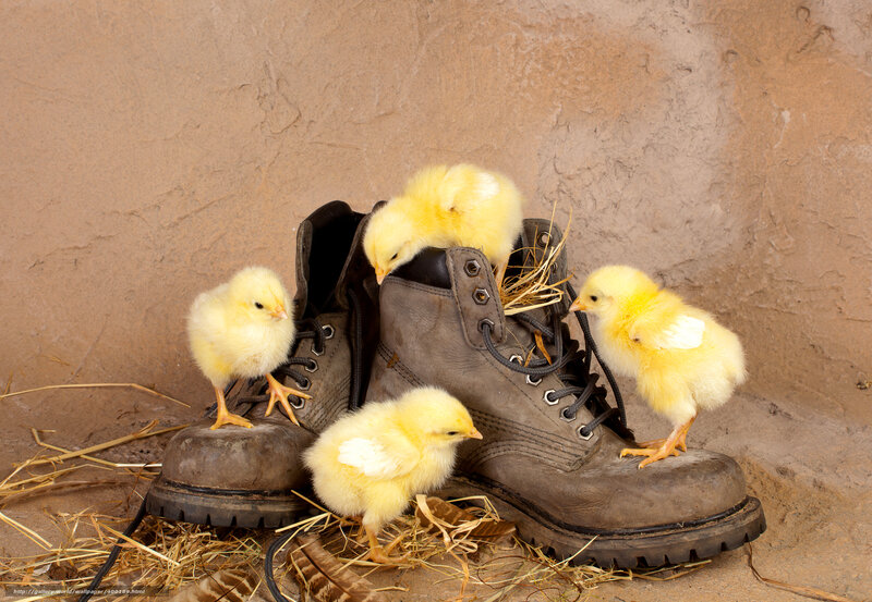 Chicks on Boots — Yellow, Calm