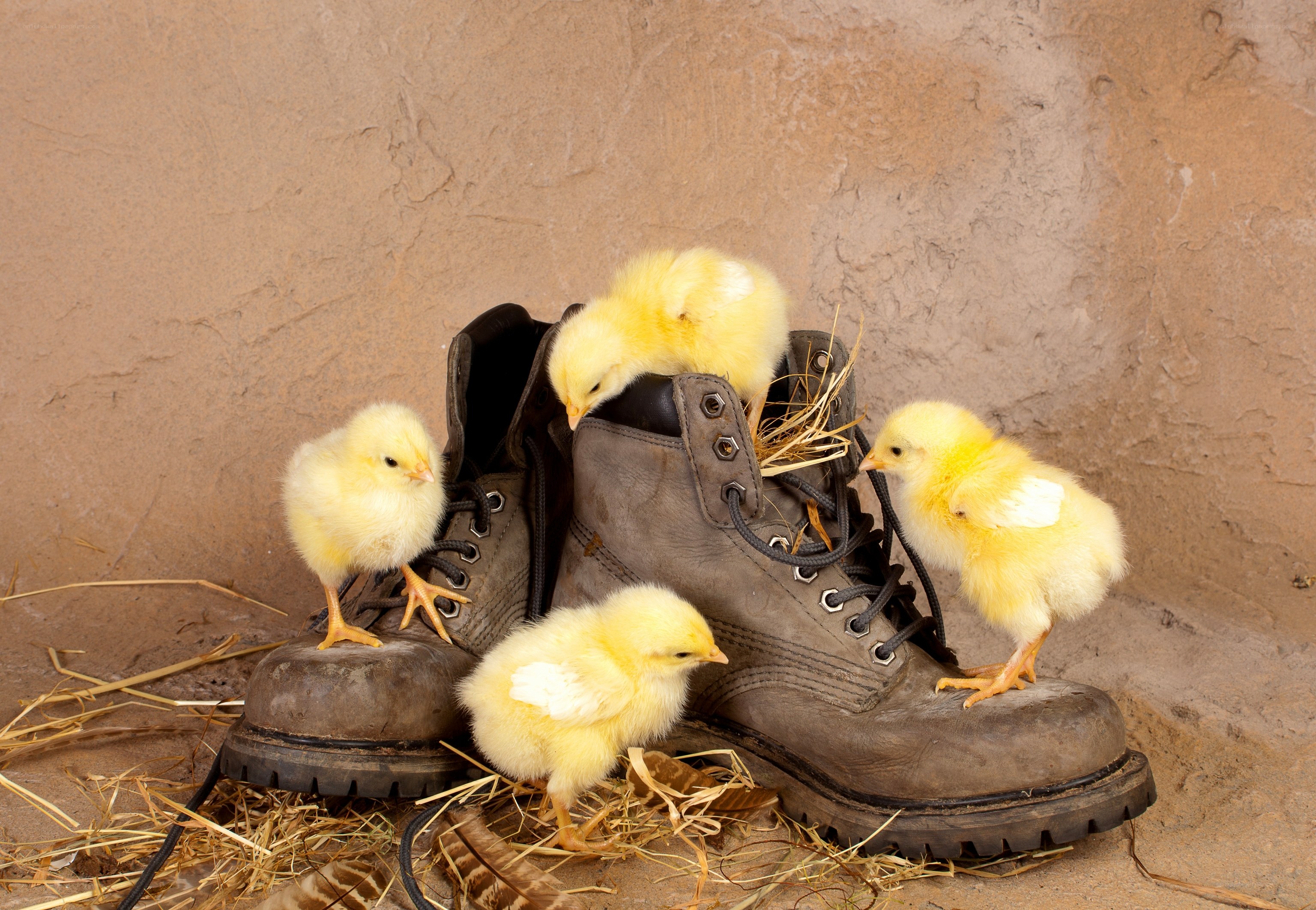 Chicks on boots