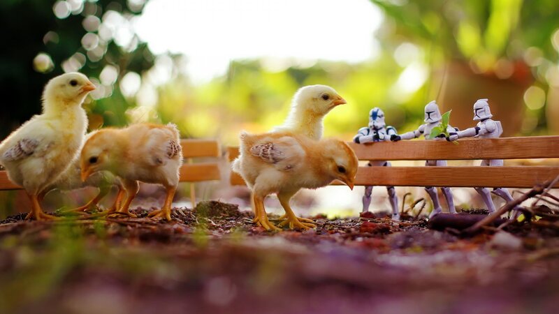 Chicks on Dirt Ground — Yellow, Playful