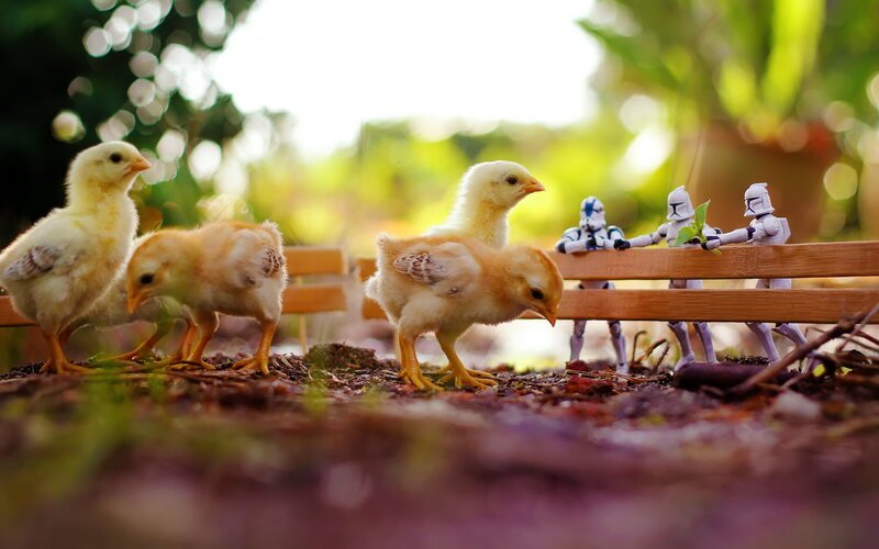 Chicks on Dirt Ground — Yellow