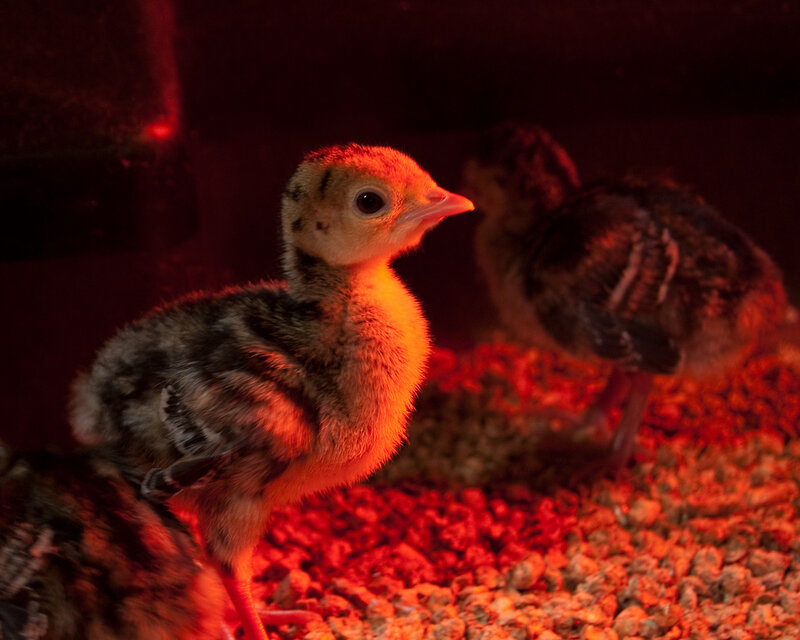 Chicks under heat lamp