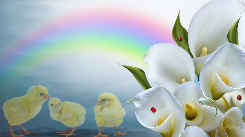 Chicks with Calla Lilies