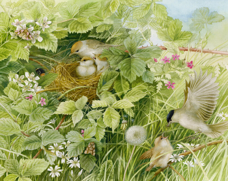 Chiffchaff Birds in Nest