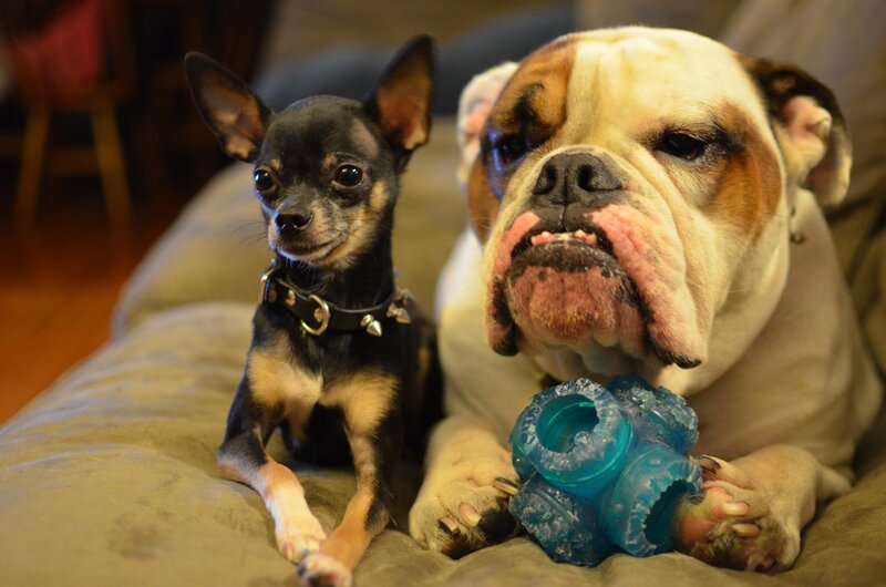 Chihuahua and Bulldog — Brown, Calm