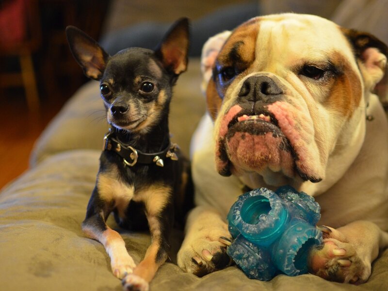 Chihuahua and Bulldog — Brown