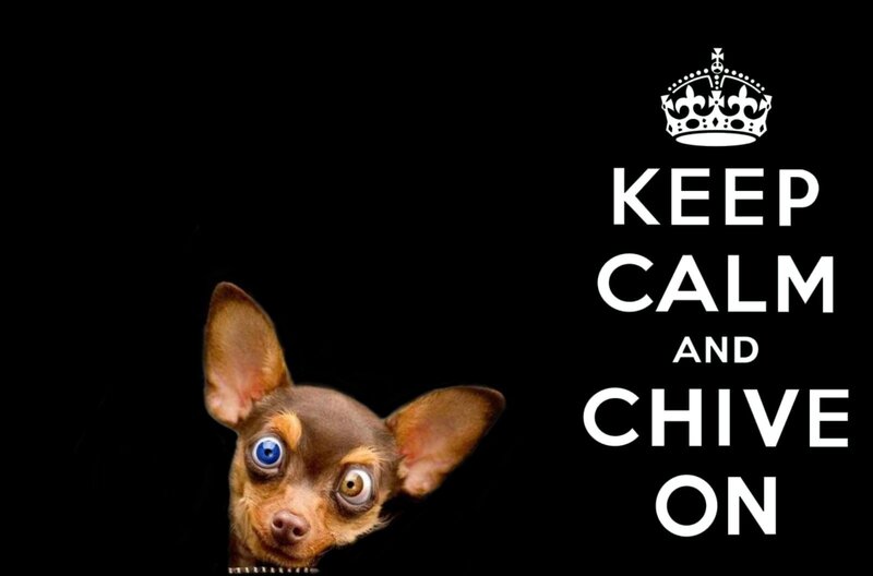 Chihuahua Dog — Black, Dramatic, Photograph, Crown, Text