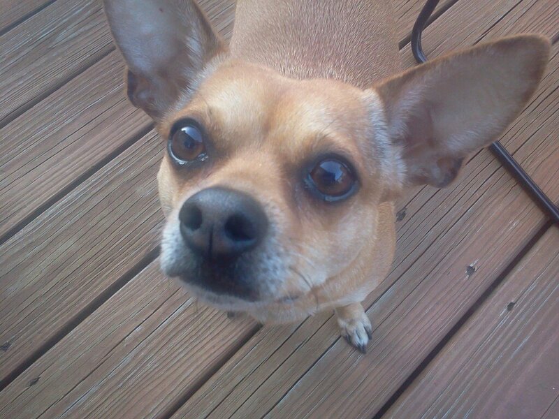 Chihuahua Dog — Brown, Calm, Afternoon