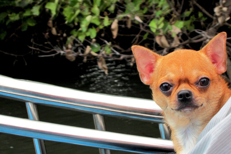 Chihuahua Dog — Brown, Calm, Photograph