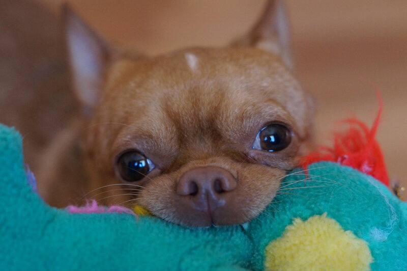 Chihuahua Dog — Brown, Calm, Photograph, Toy