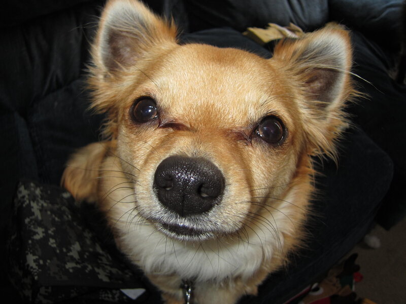 Chihuahua Dog — Brown, Calm