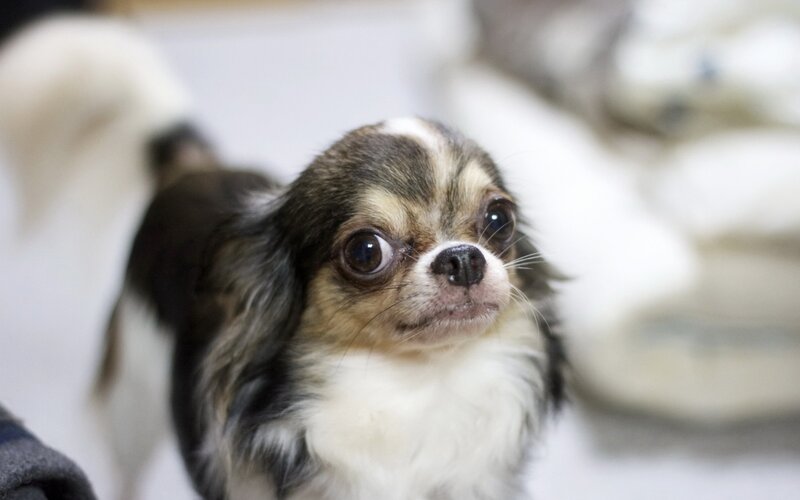 Chihuahua Dog — Brown, Curious